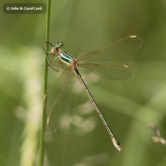 IMG_0494 Lestes barbarus.JPG